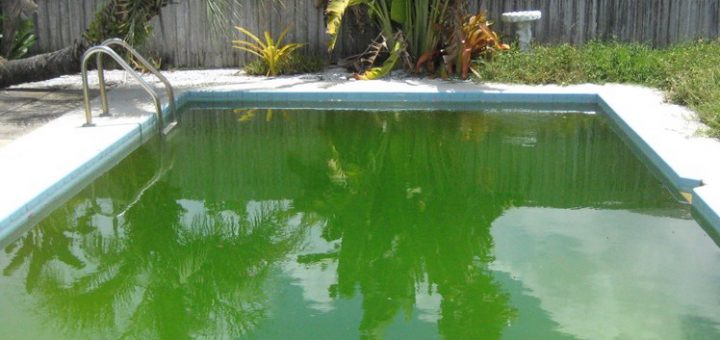 Come si debellano le alghe in piscina?