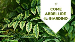 come abbellire il giardino